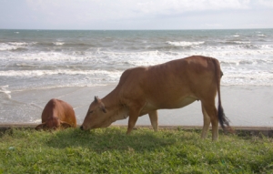 Kühe am Strand