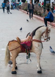 Popayán - Pferdchen